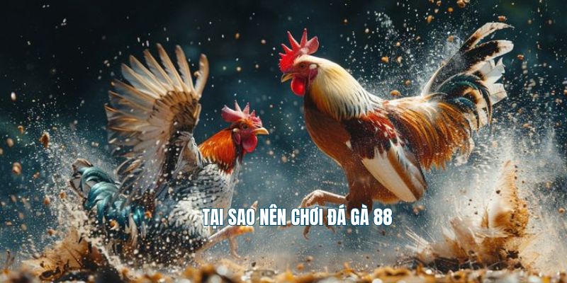 Tại sao nên chơi đá gà 88
